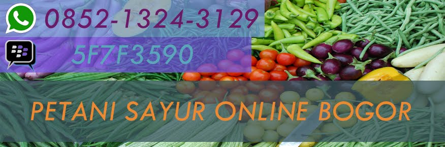 Petani Sayur Online Bogor || HP: 085213243129