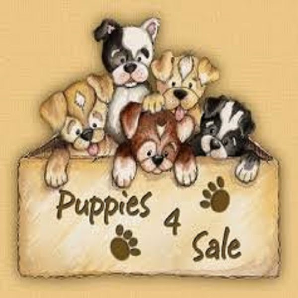 Oh, No! Mama's Off Her Meds, Again. Puppies For Sale