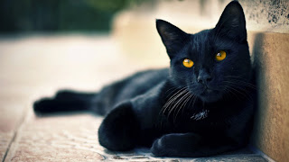 Black Cats HD Wallpapers