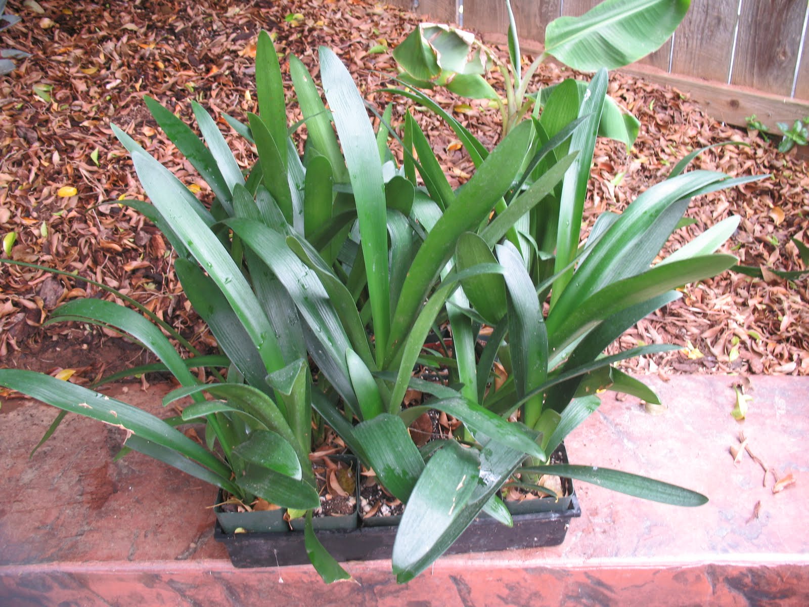 Victor Murillo Clivia's Clivia Seedling's For Sale