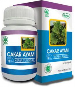 Herbal cakar ayam Untuk mengobati kista dan keputihan tumor