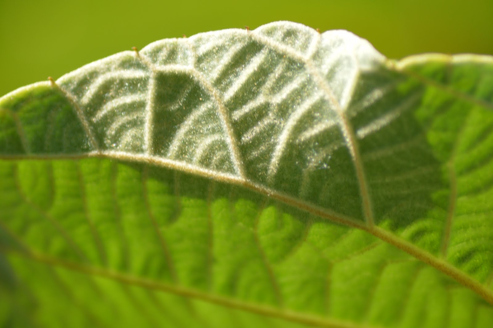 Kiwi Leaf