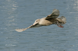 Gavión hiperbóreo, Larus hyperboreus, Glaucous Gull