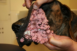 Wart Dog