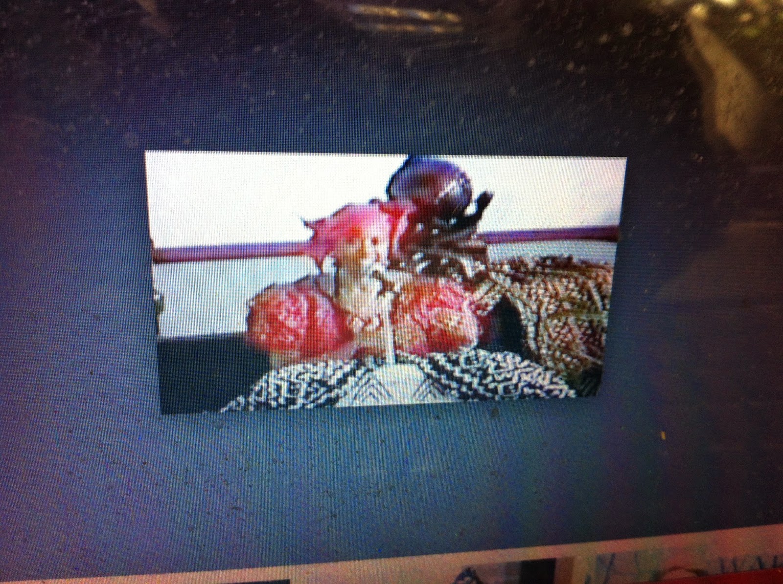 THE BLACK SOCIAL HISTORY BLACK SOCIAL HISTORY AFRICAN AMERICAN " DR