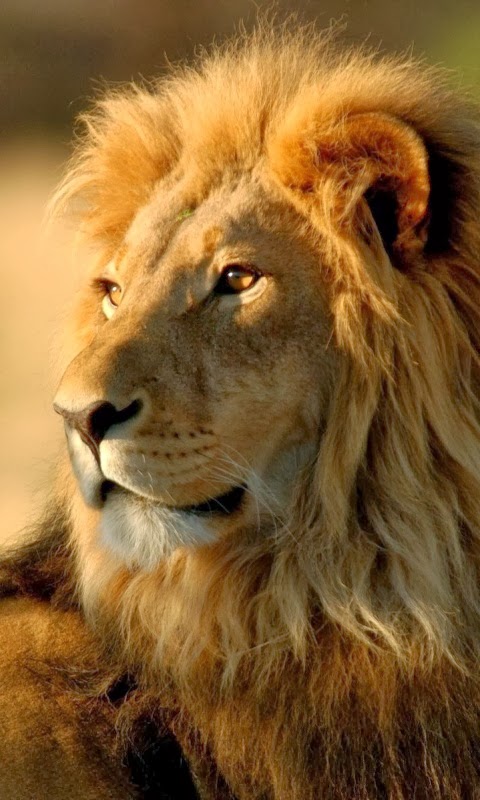 Leão de judá