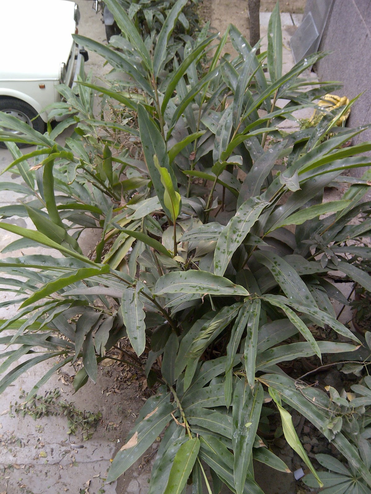 Suman's Cooking Green Cardamom happily growing without a care!