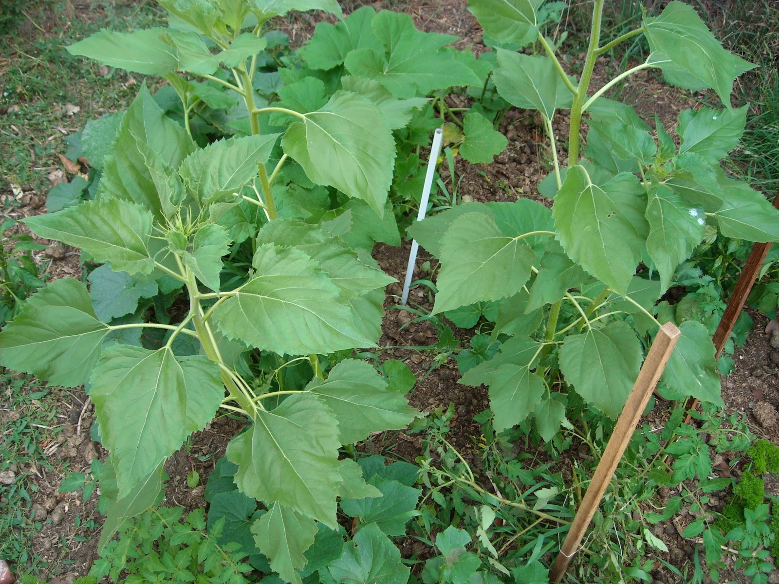 Zucchini Island Growing shade