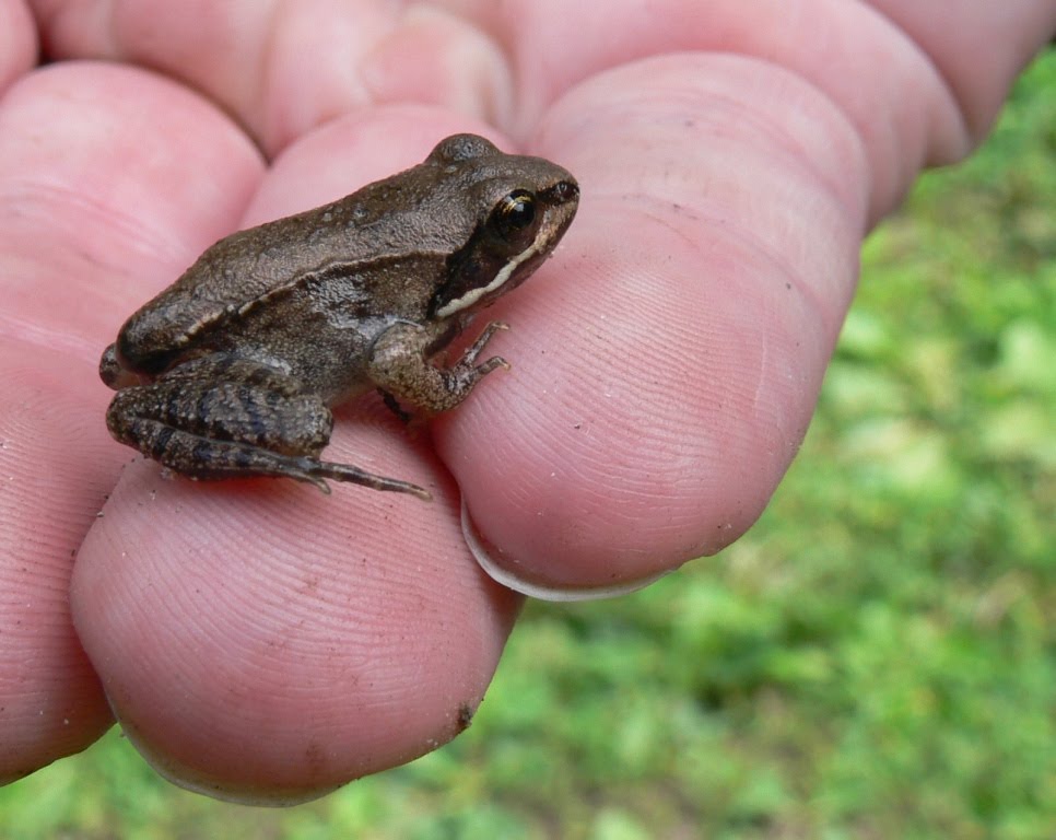 Ohio Birds and Biodiversity Frogs are nearly upon us