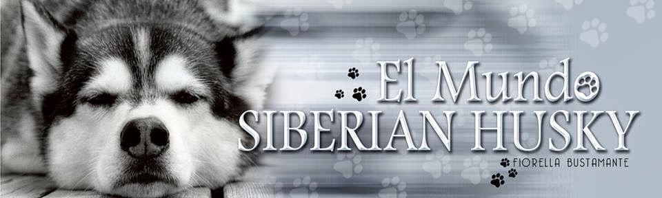 Siberian Husky 