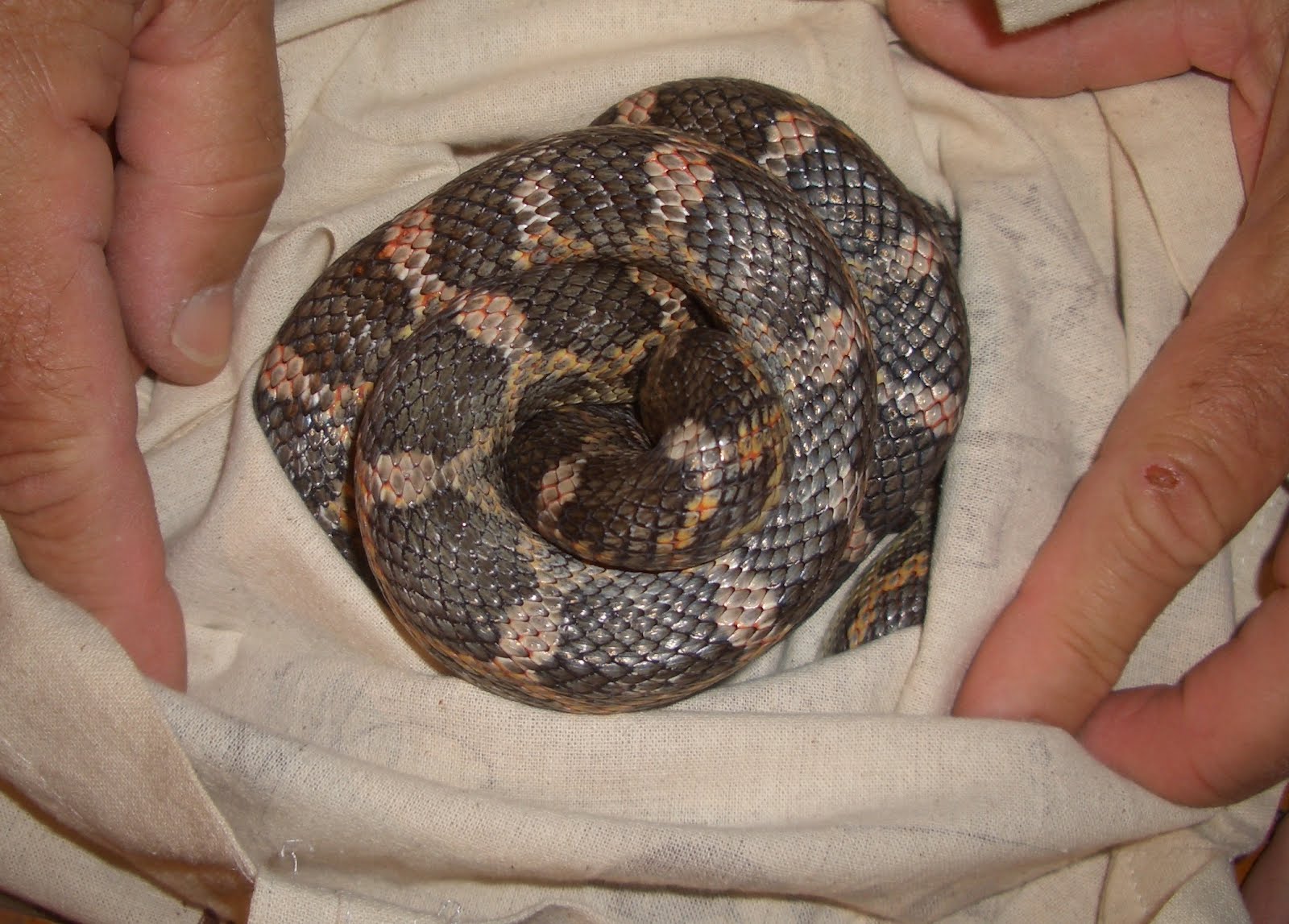 SEE TRAIL: Texas Rat Snake dilemma