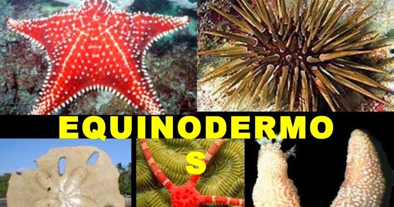 Equinodermos: Moluscos ~ Aprendiendo de la Biodiversidad