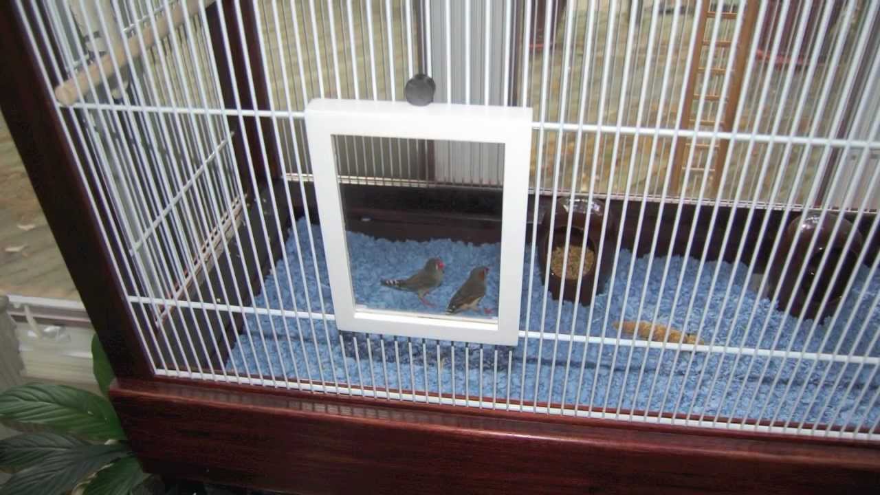 Bird In Everything Building A Bird Cage Plans