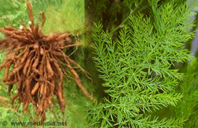 Ayurvedajyoti Phytoestrogens in Ayurveda Natural estrogen from plants