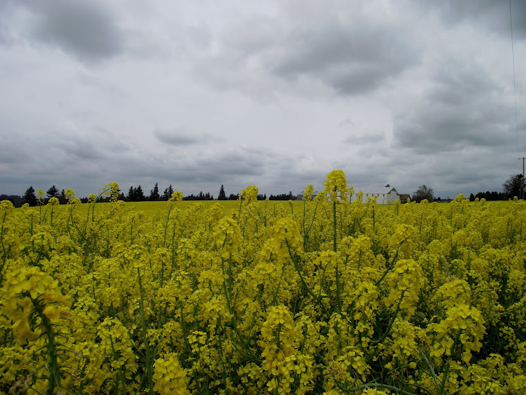 field of sunshine