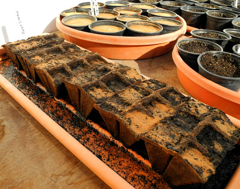 "the dxb gardener" Part 1 Planting your seeds Pots