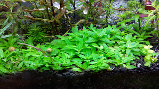 VIDEO AQUASCAPE