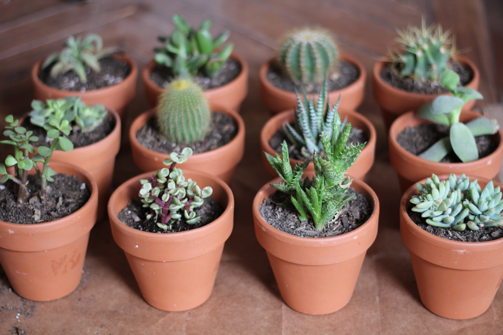 Tiny Plant Pots
