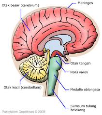 Javi Ciencias British Nervous System Nerves And Neurons