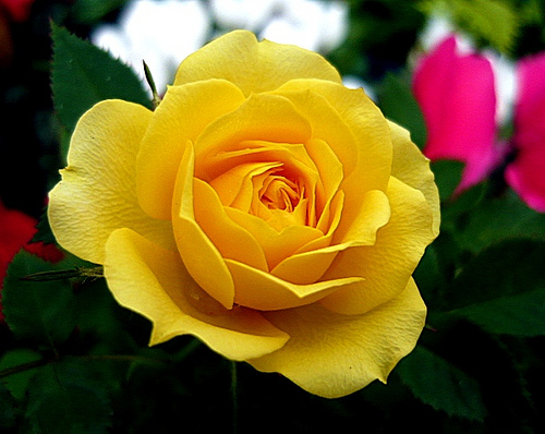 [Image: yellow_rose.jpg]