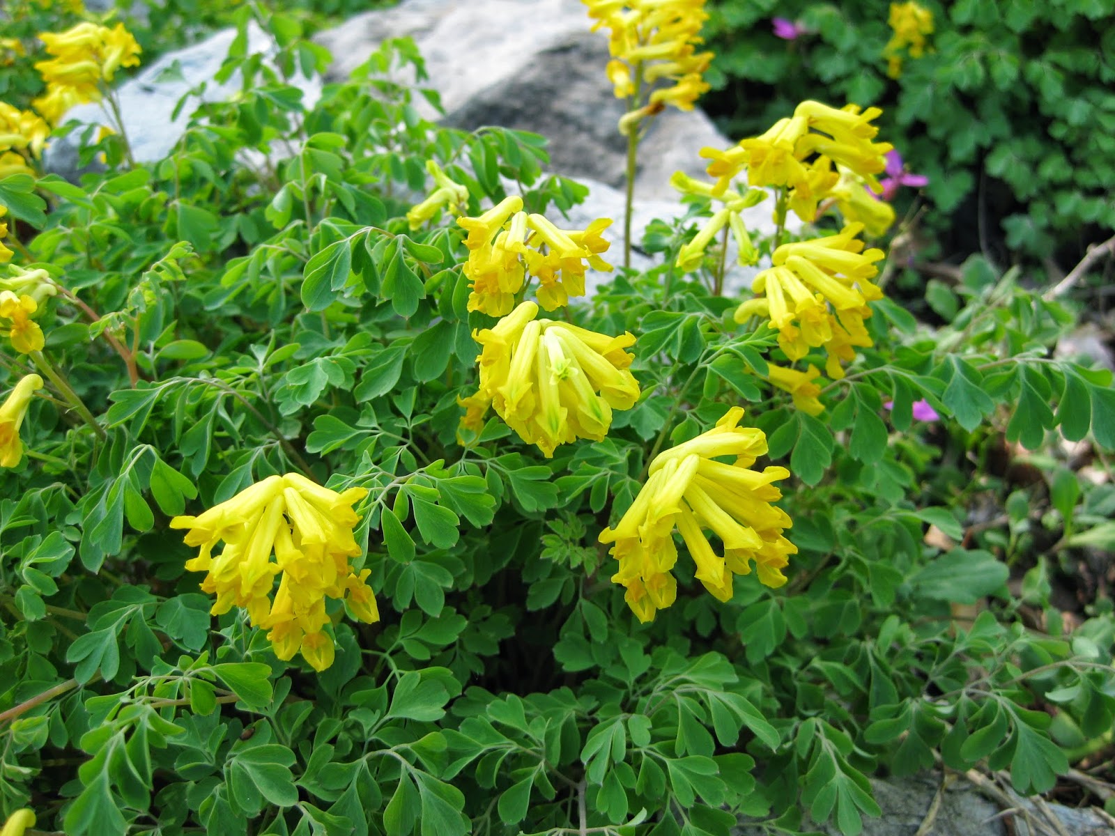 Rotary Botanical Gardens Hort Blog Yellow Fumitory