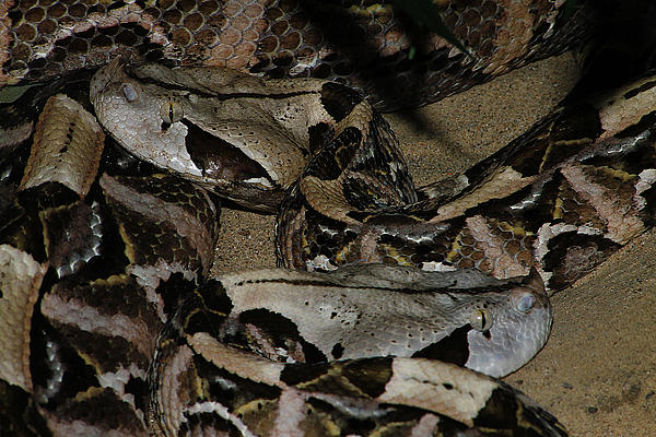 Snakes Gaboon Viper