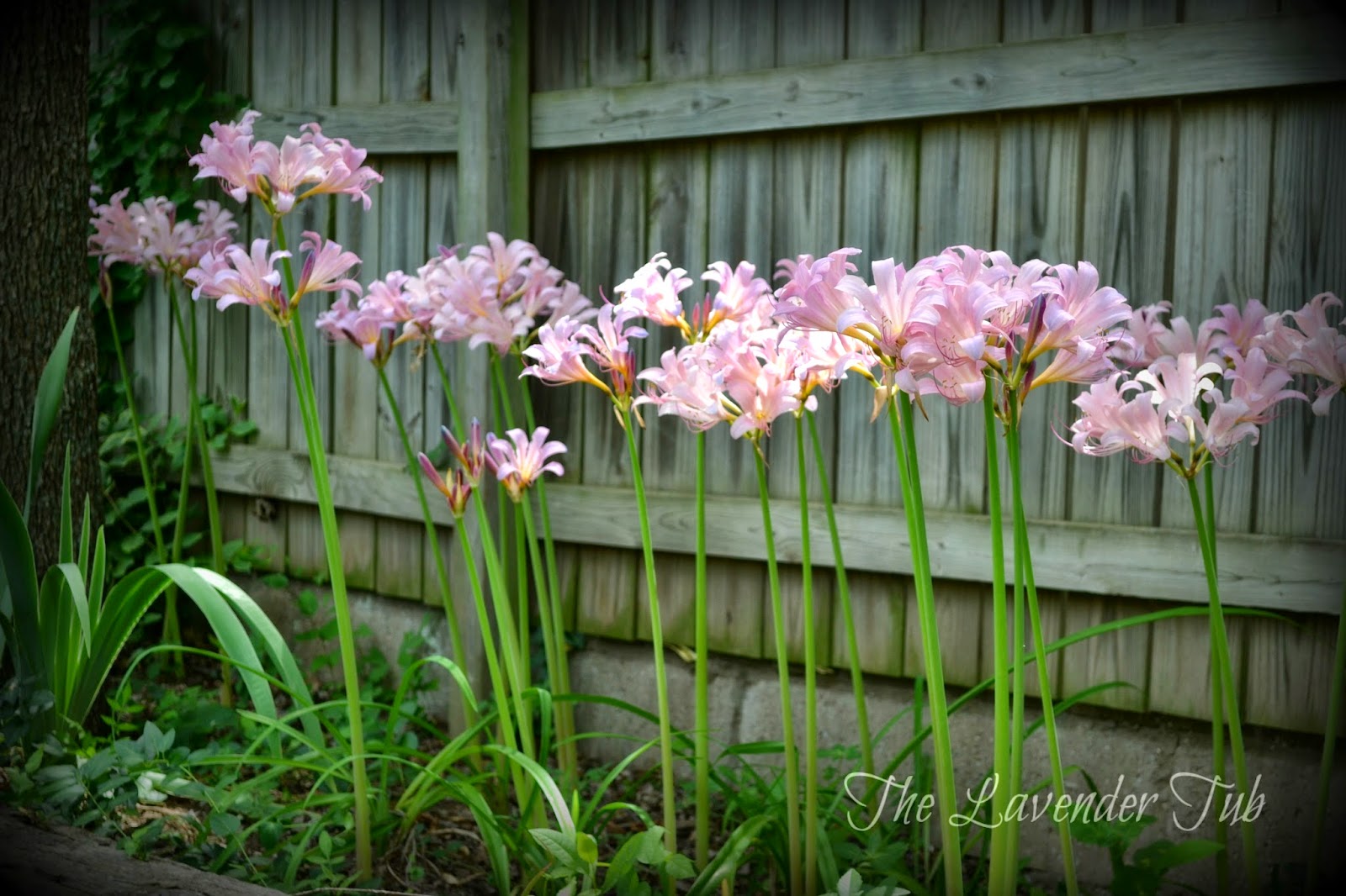 The Lavender Tub Naked Ladies!!!