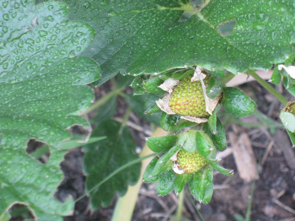 Texoma Gardening Companion Planting Strawberries and Onions