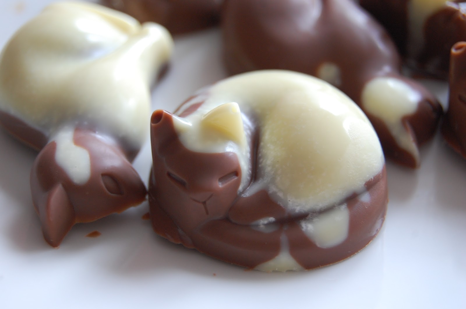 Chocolate Cats! Hello, Terri Lowe