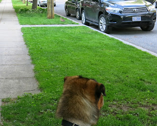 Theda and the bunny, Sunday, Sunday, May 03, 2015, 6:01:31 PM
