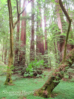 Shannon Hager Photography, Muir Woods, Redwood Trees