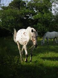 Nature of a Horse