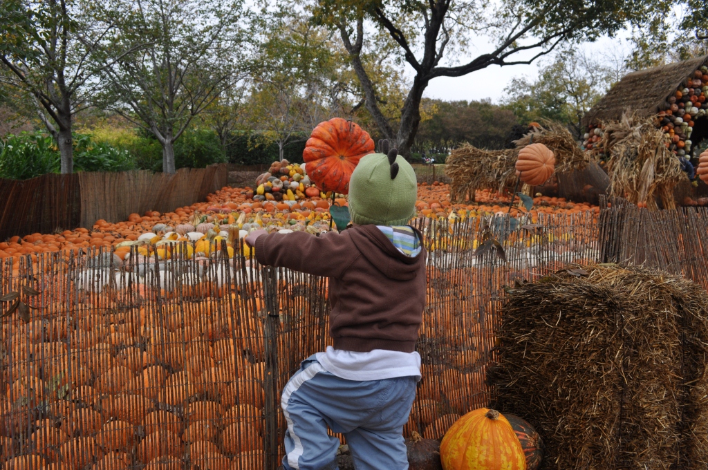 Pumpkin Patch Arboretum Dallas Tx