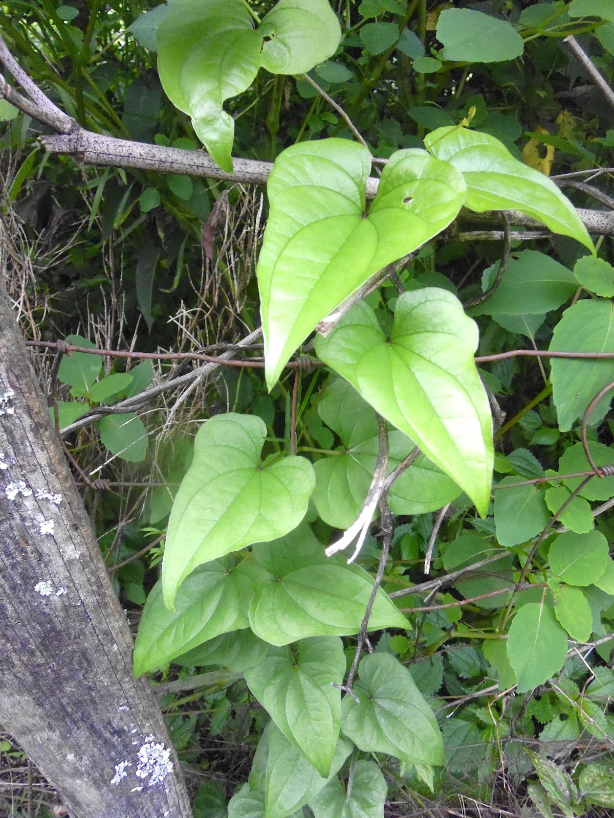 Cinnamon Vine