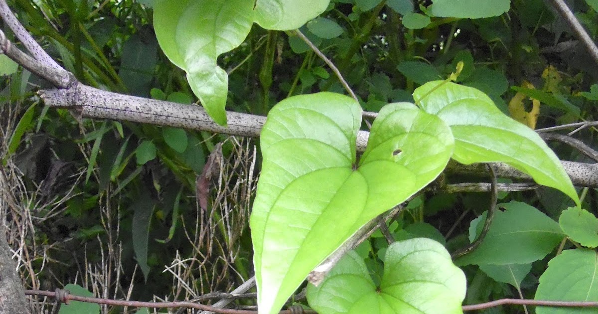 Appalachian Folk Cinnamon Vine