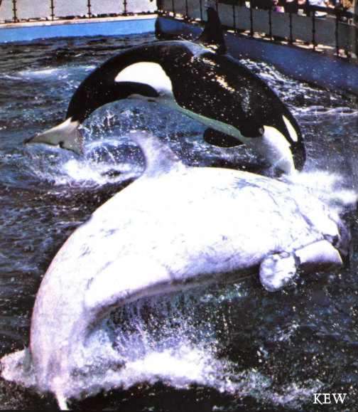 The Circus "NO SPIN ZONE" Chimo the partial white Orca at Sealand of