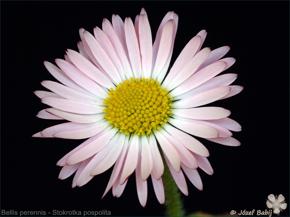 Bellis perennis flower - Stokrotka pospolita kwiat