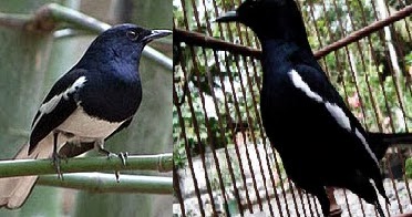 Perbedaan Burung Kacer Jawa Timur Dan Jawa Barat Hobi Si Petani