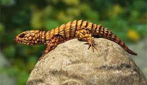Amazing Pictures Of Animals