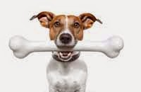 como quitar mal aliento a mi perro como quitar mal aliento a mi perro