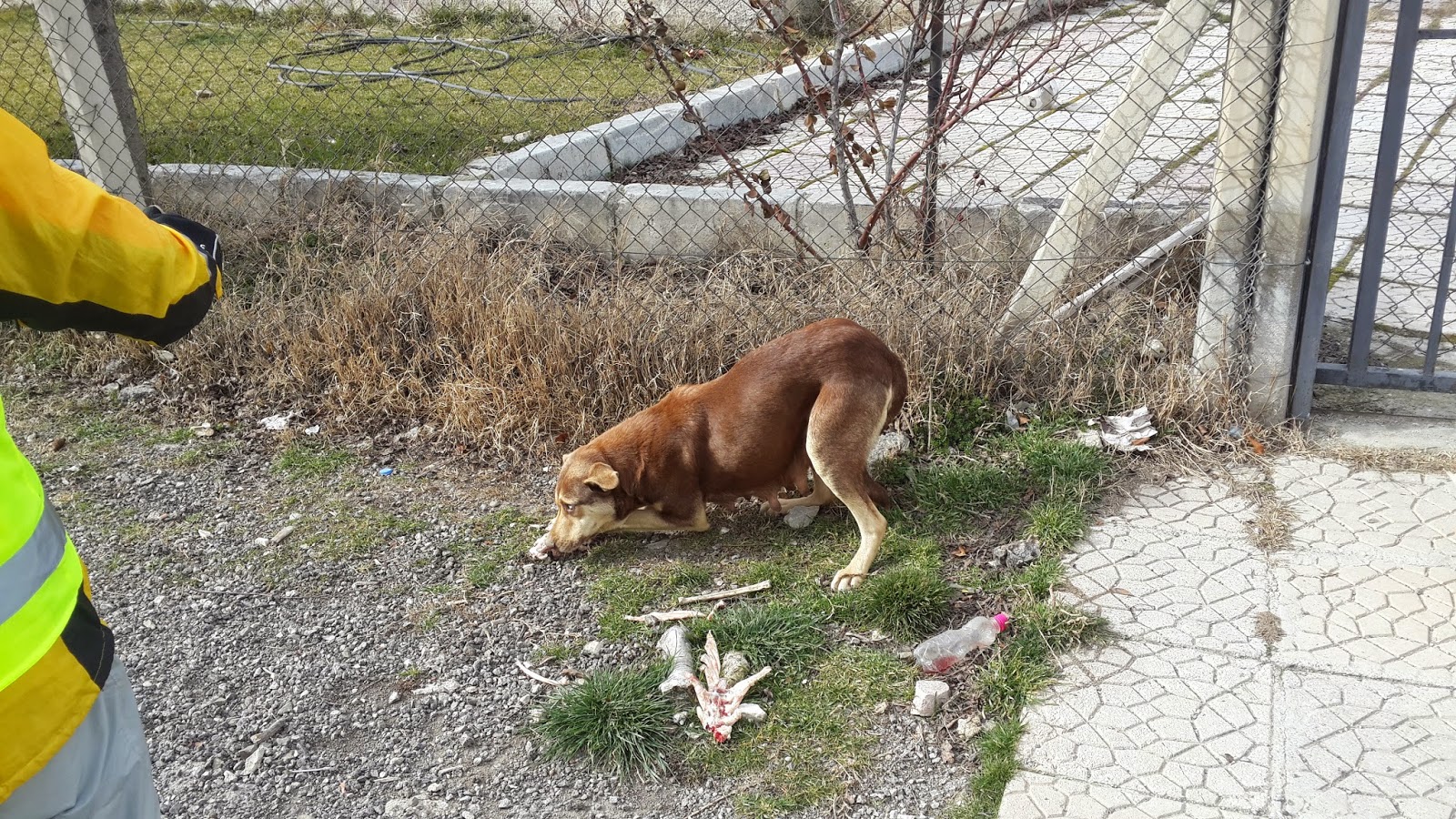 Evsiz hayvanlar bir kişinin sorumluluğundadır Evsiz hayvanlar bir kişinin sorumluluğundadır