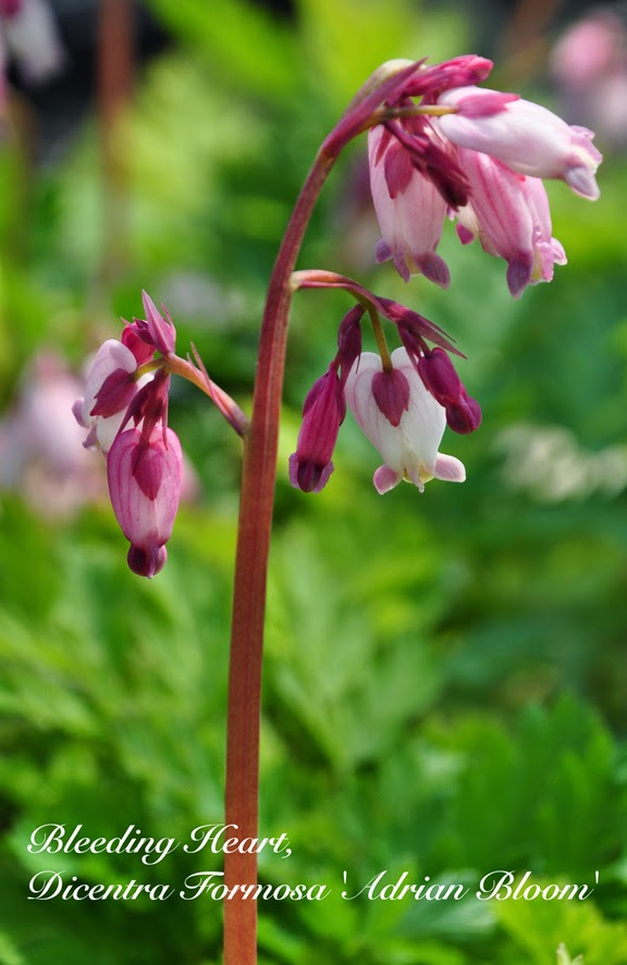 77 Best Shurbs Images Shrubs Plants Garden Shrubs