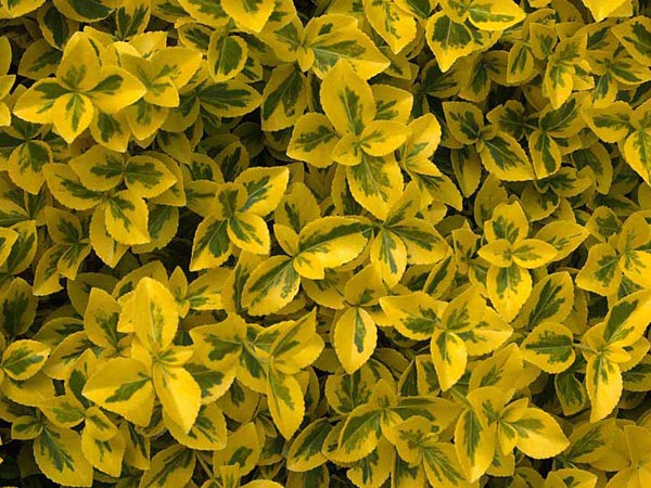 Garden Musings Anyonewanna Euonymus