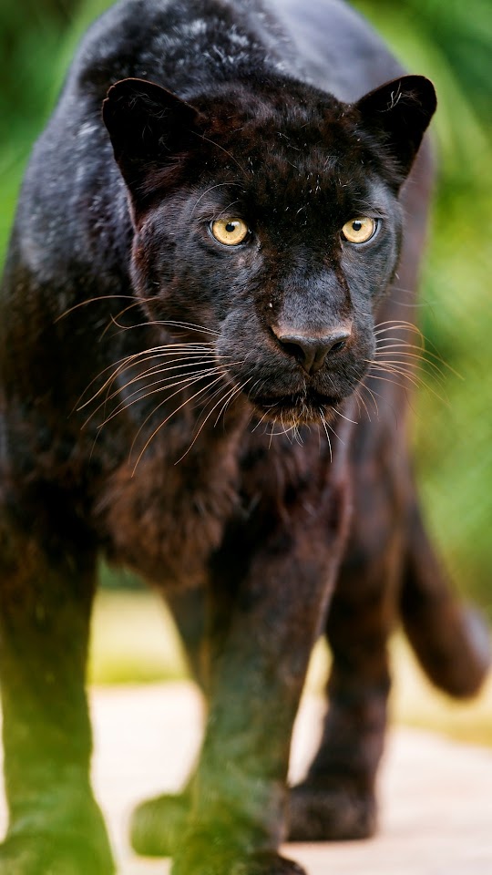 Black Leopard Looking At Me Galaxy Note HD Wallpaper