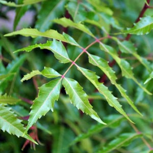 Neem Leaves In English