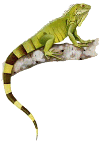 AKI GIFS: Gifs animados de Iguana