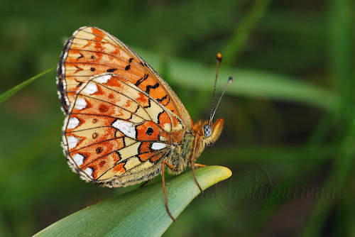 Grand collier argenté