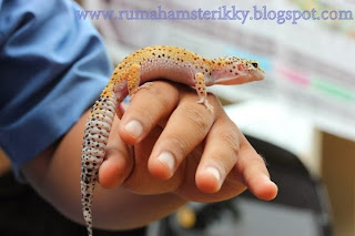Jual Gecko Indonesia, Gecko Murah, Peralatan Gecko