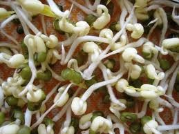 Calon Petani Sukses bakal jadi TRILLIONAIRE: Budidaya Kecambah (Toge/Tauge)