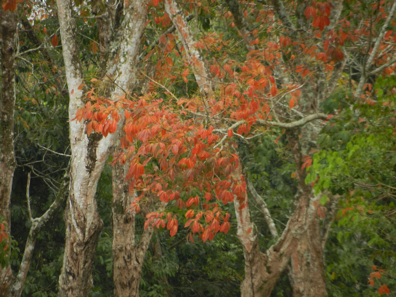 mdyusofjamar daun maple dan daun getah mdyusofjamar daun maple dan daun getah